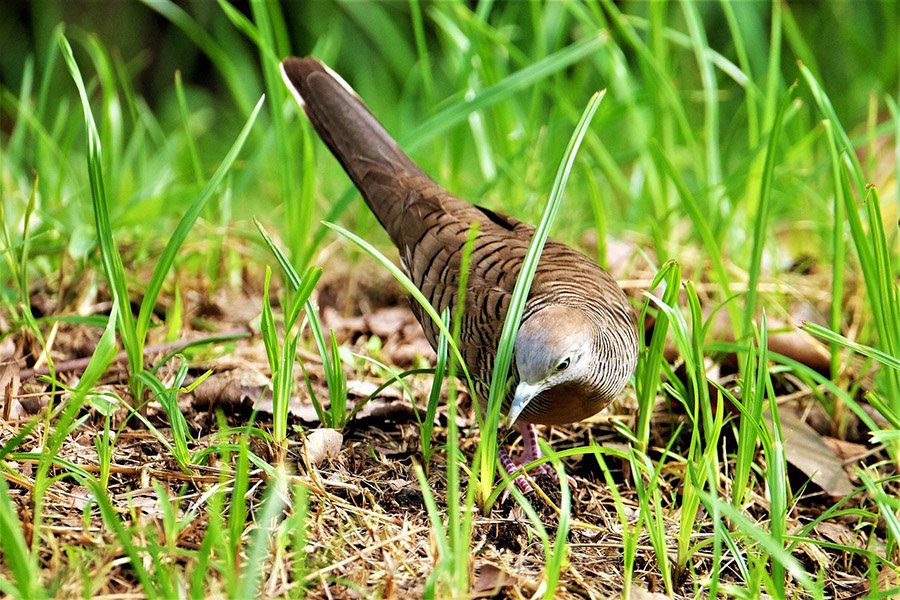 Zebra dove