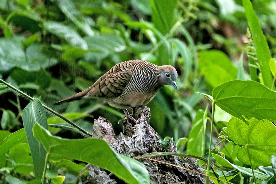 Zebra dove