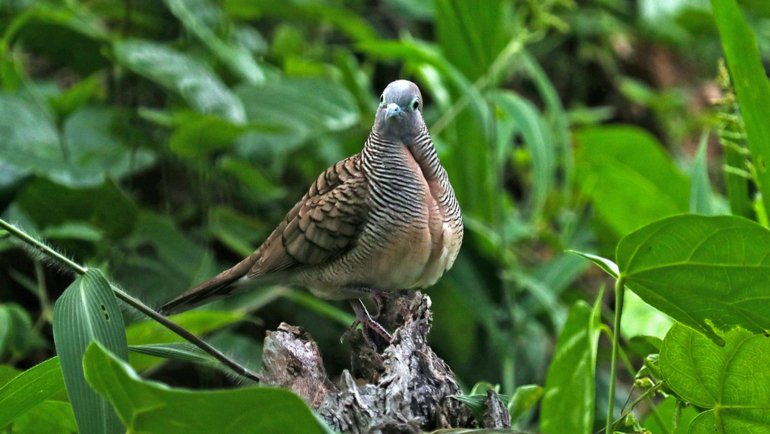 Zebra doves in Hawaii - Hero