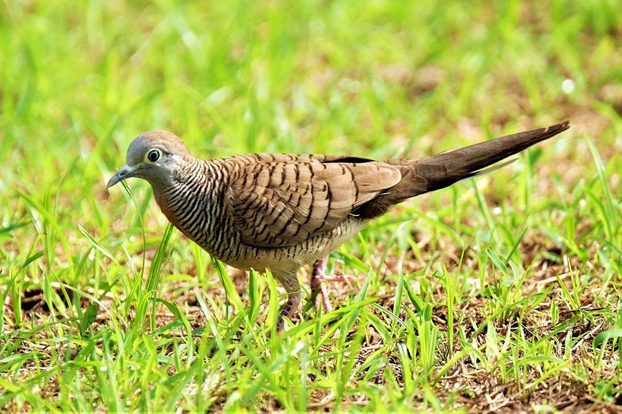 Zebra dove