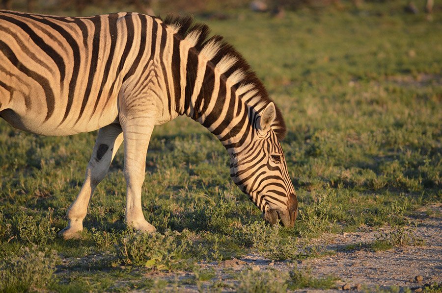 Zebra eating at sunset