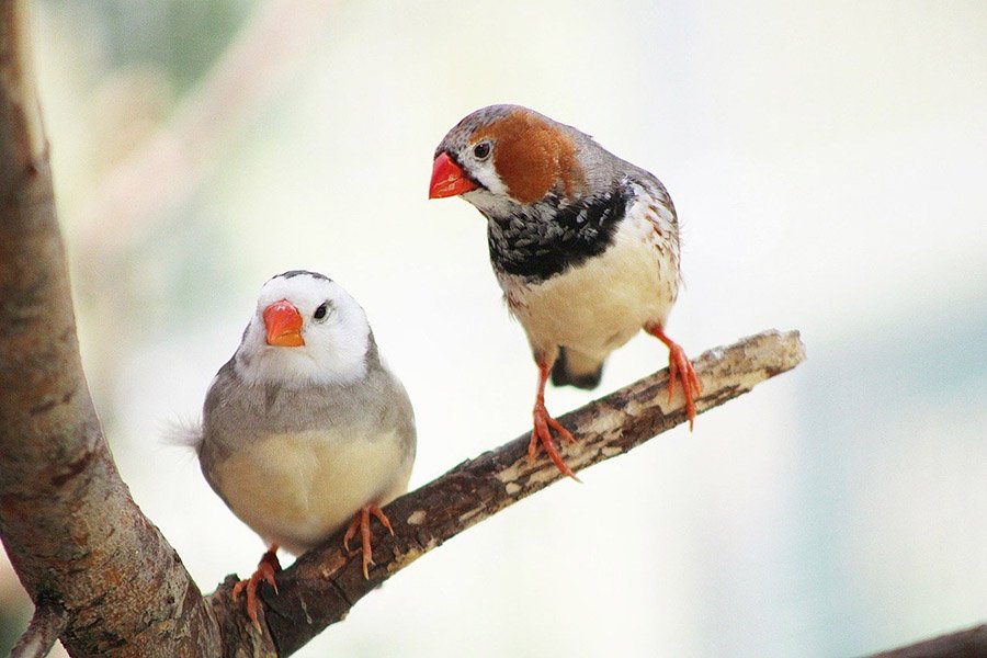 Zebra finch couple on a branch