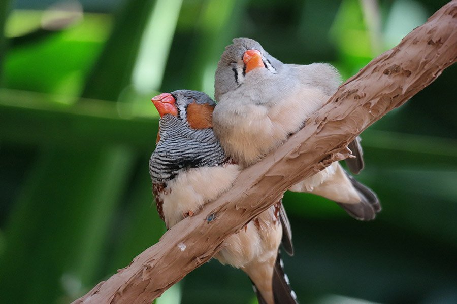 Zebra finch couple sleeping on a branch