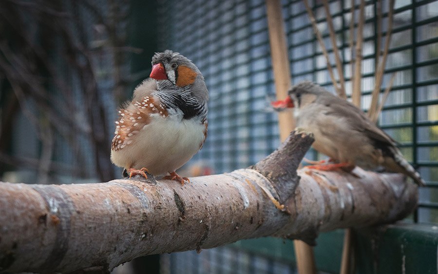 Zebra finch in an aviary