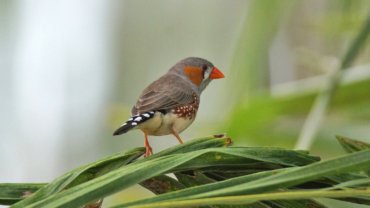 Zebra finch lifespan - Hero