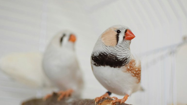 Zebra finch male vs female - Hero