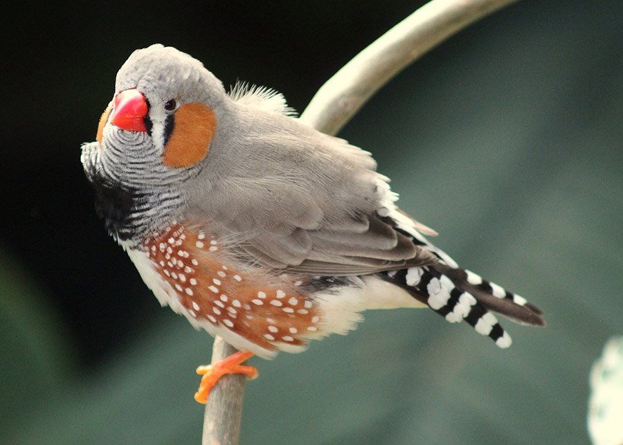 Zebra finch on a branch