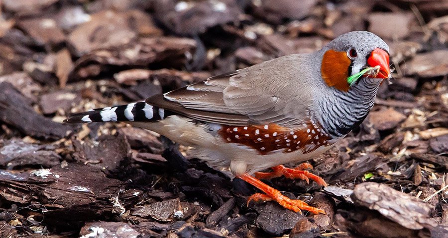 Zebra finch on the ground