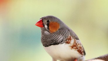 Zebra finch sounds - Hero