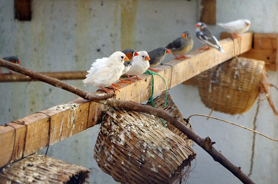 Zebra finches with mutations in an aviary