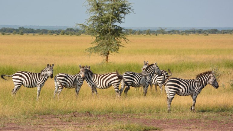 Zebra habitat - Hero