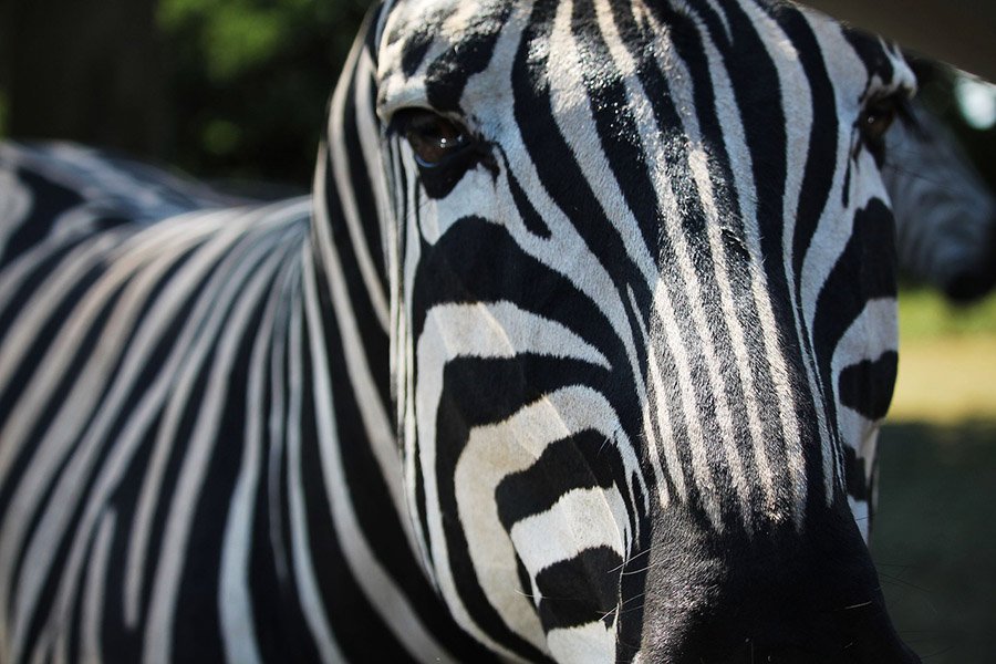 Zebra head and stripes