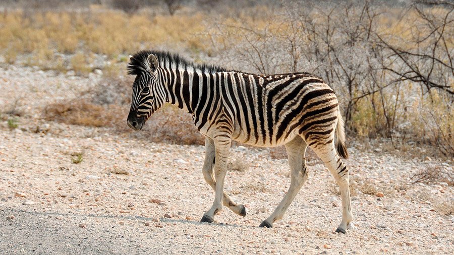 Zebra in Namibia