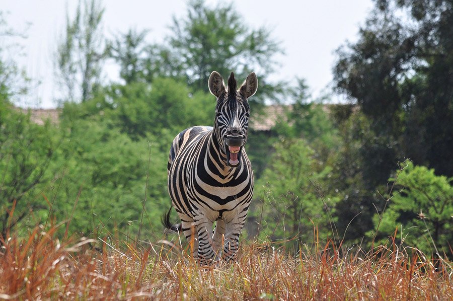 Zebra laughing