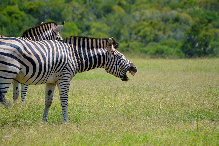 Zebra laughing