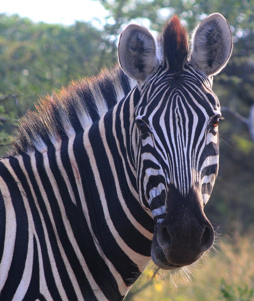 Zebra looking at the camera