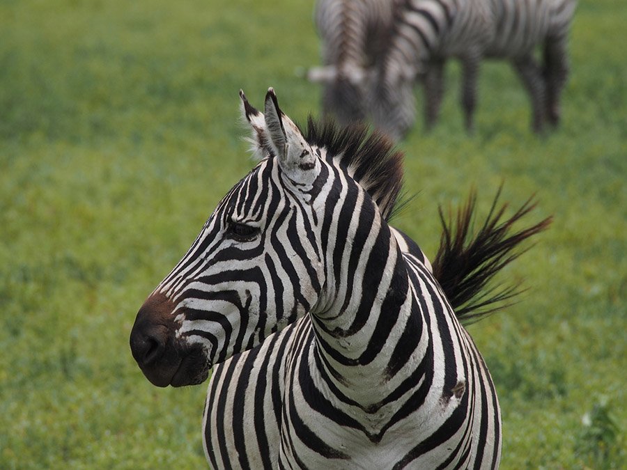 Zebra portrait