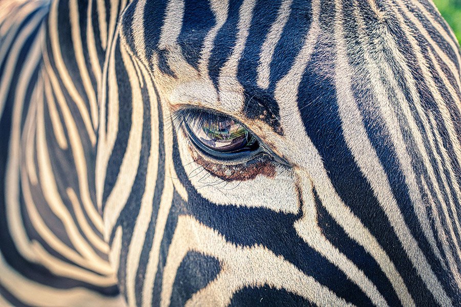 Zebra right eye