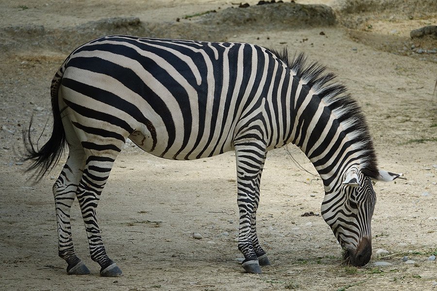 Zebra seen from the side