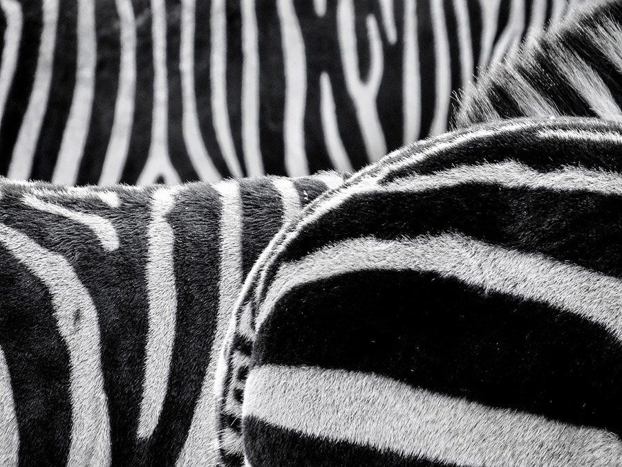 Zebra stripes close up