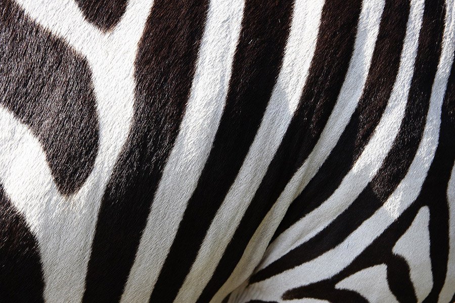 Zebra stripes close-up