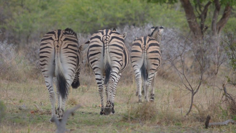 Zebra tail - Hero