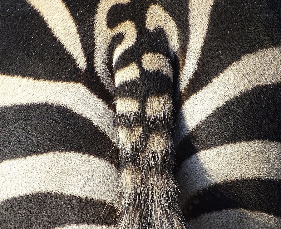 Zebra tail