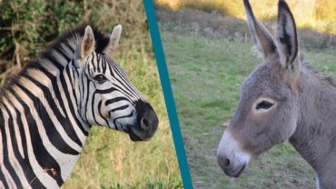 Zebra vs Donkey