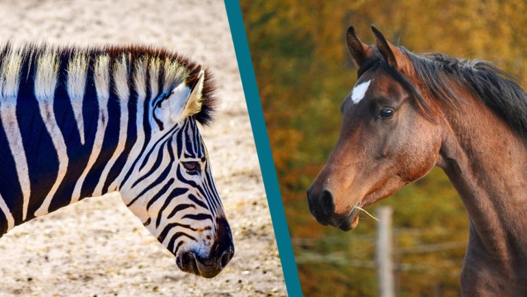 Zebra vs Horse - Hero