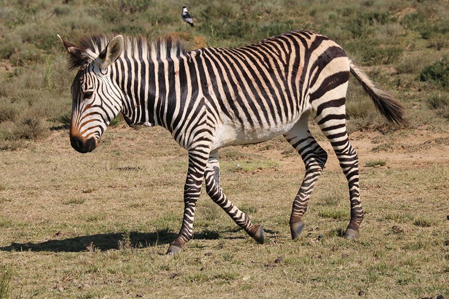 Zebra walking