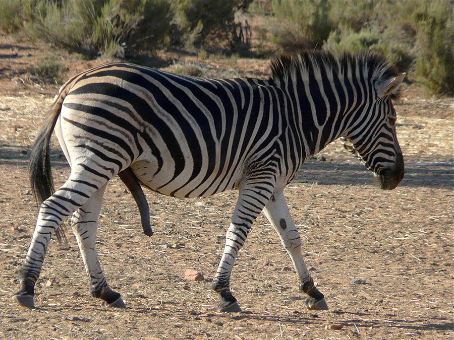 Zebra with erect penis