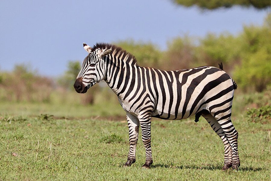 Zebra with erect penis