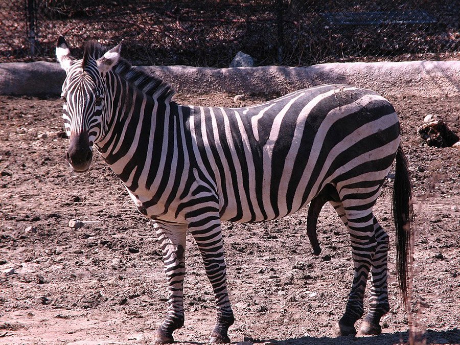 Zebra with erect penis