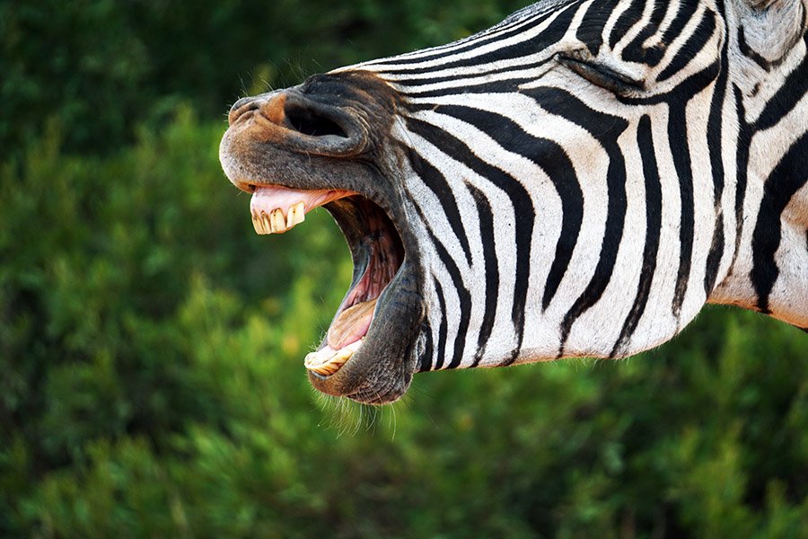 Zebra with open mouth