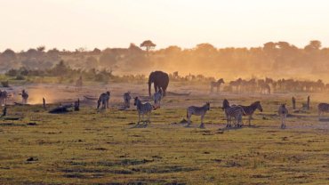 Zebras and elephants - Hero