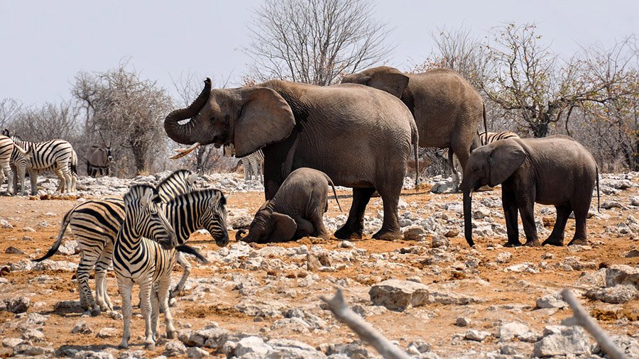 Zebras and elephants in Namibia