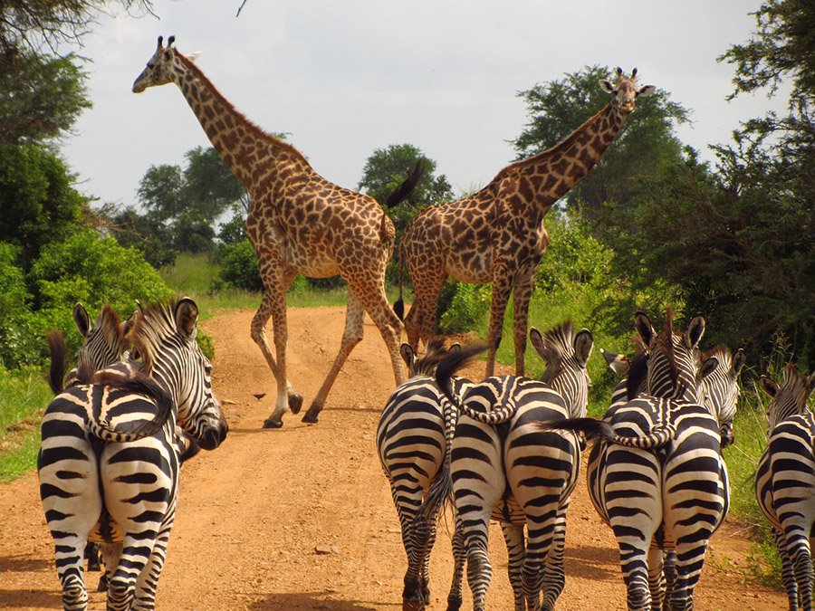 Zebras and giraffes