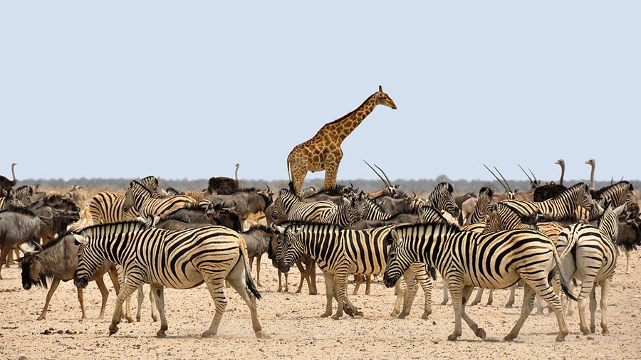 Zebras and other animals in the savanna