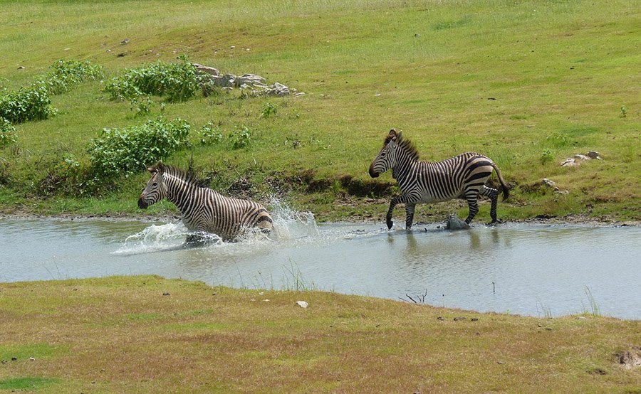 Zebras crossing a water body