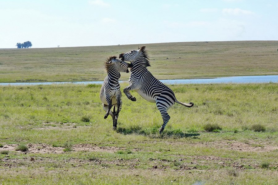 Zebras fighting