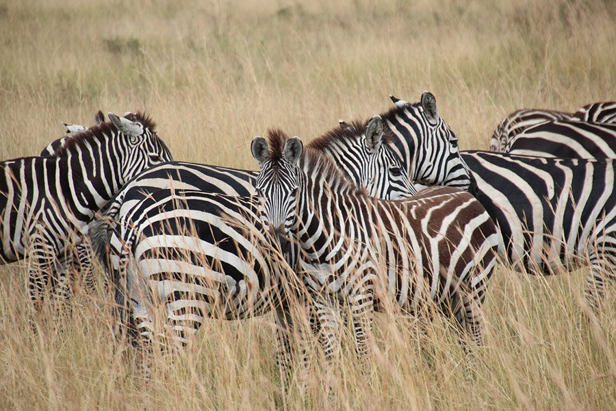 Zebras in Kenya