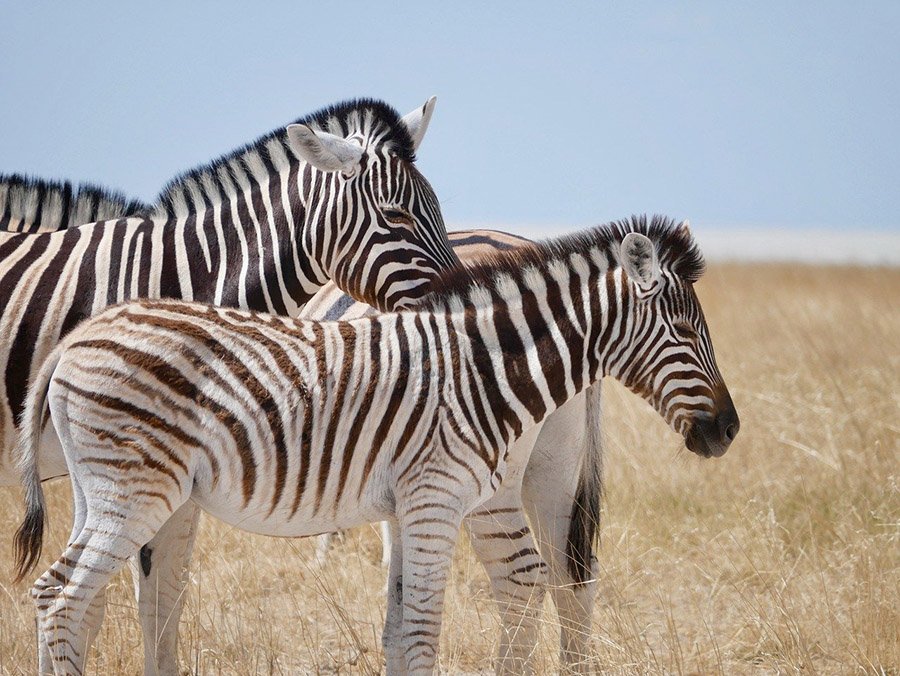 Zebras in dry grass