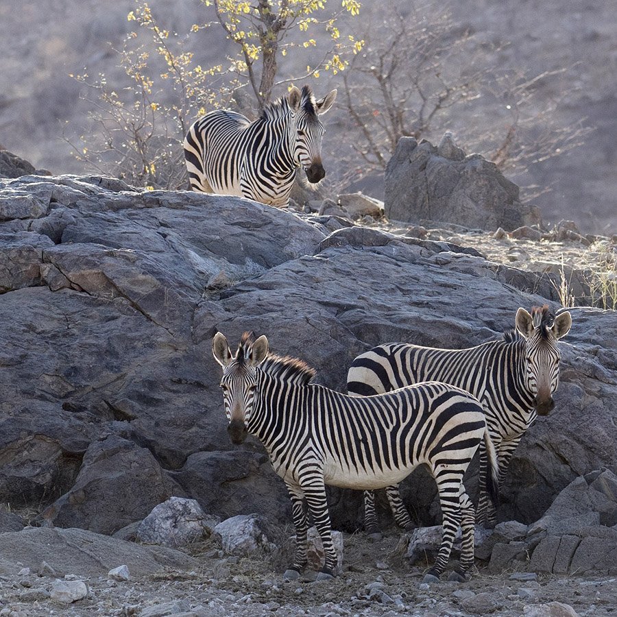 Zebras in rocky habitat