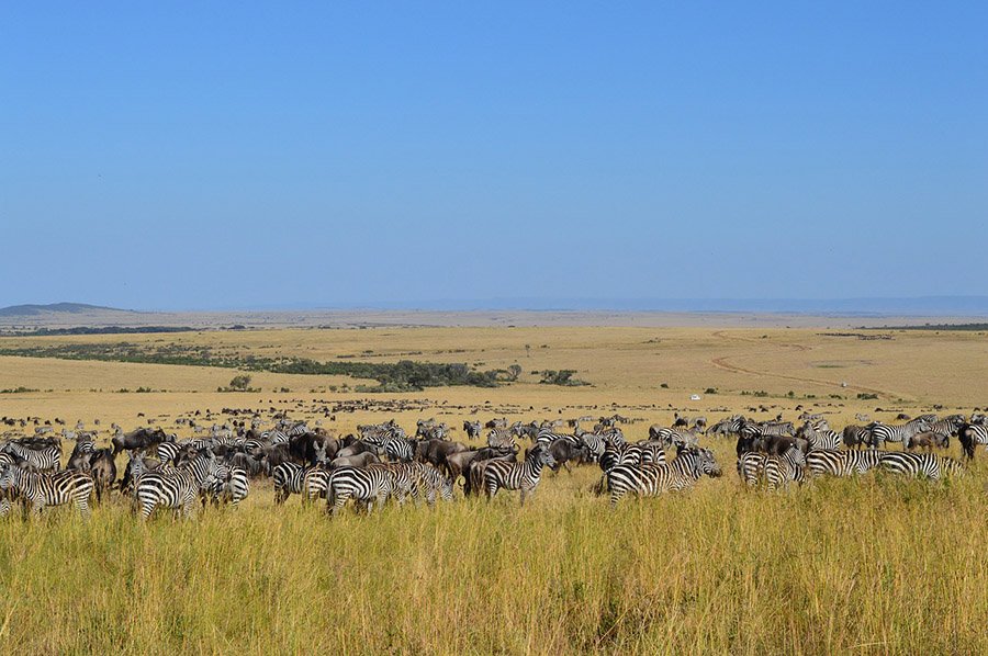 Zebras in the African savanna