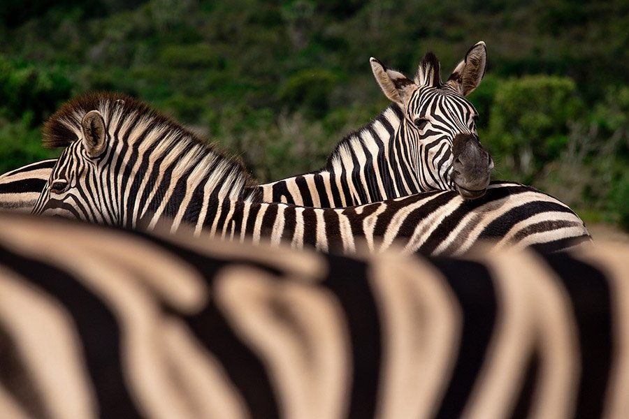 Zebras resting on each other