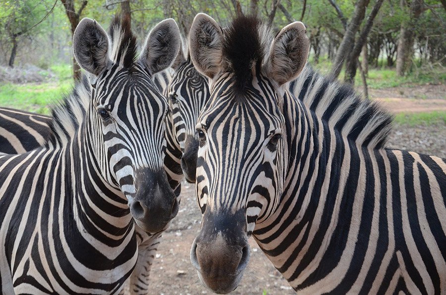 Zebras staring