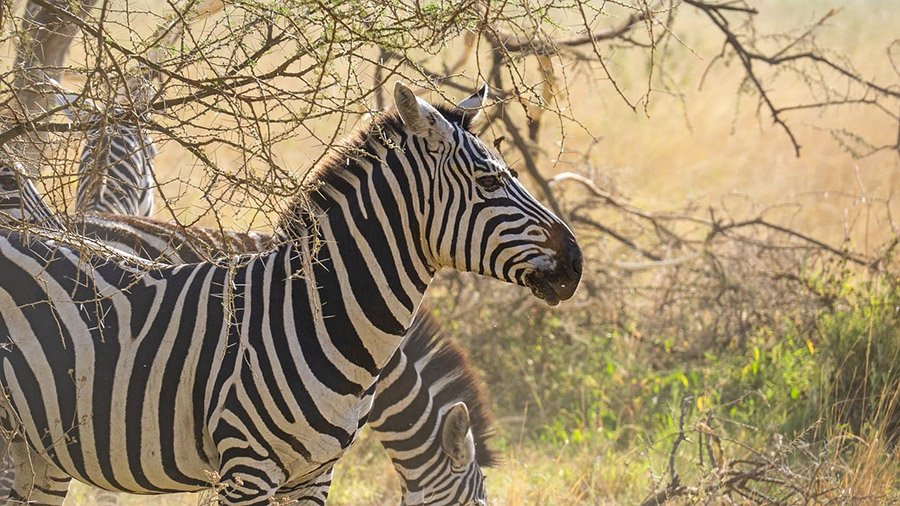 Zebras under a tree