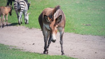 Zonkey fact sheet