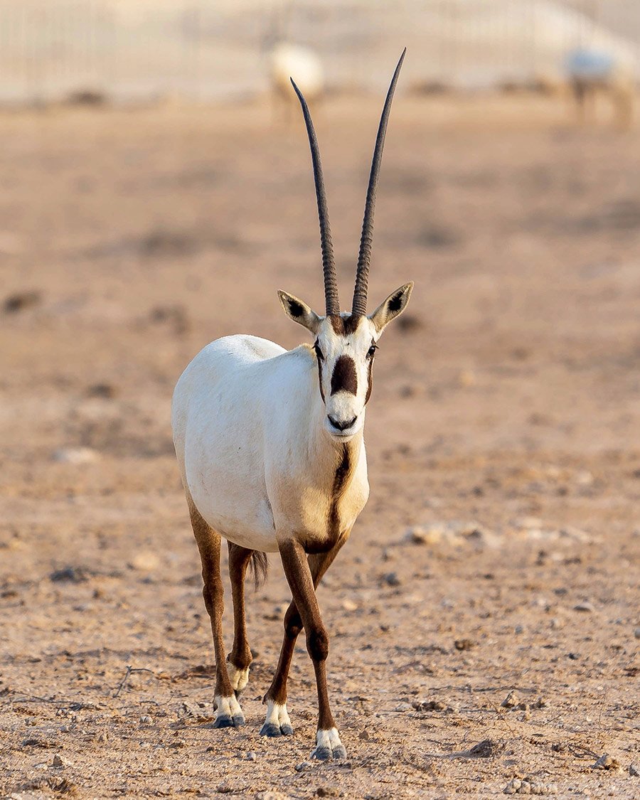 Arabian Oryx