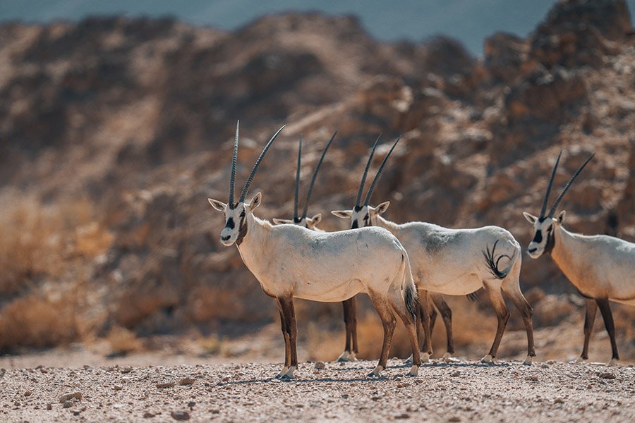 Arabian Oryx